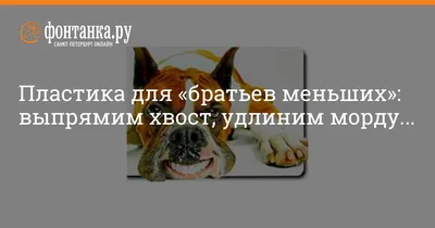 Кишечная непроходимость - Ветеринарная клиника Гранд Плюс