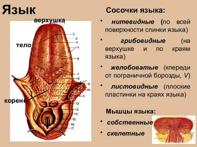 Географический язык - причины, этиология, виды, симптомы, диагностика,  лечение