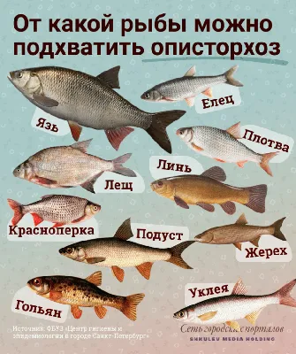 Какие заболевания можно подхватить от речной рыбы - 10 ноября 2021 -  chita.ru