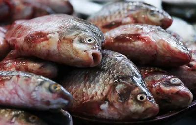Какую опасность несут болезни рыб ? | Рыбалка в Поволжье | Дзен