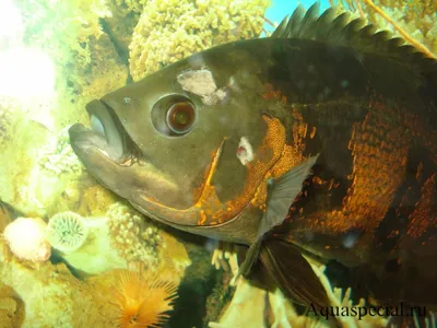 Аргулез карпоед рыб: лечение в аквариуме, фото-видео обзор