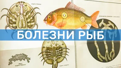 Паразиты в рыбе: в СЭС выступили с обращением по поводу описторхоза –  Новости Узбекистана – NOVA24.UZ