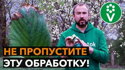 Болезни клубники: описание и способы лечения, чем обработать клубнику от  болезней