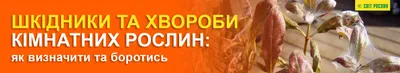 ᐉ Выбираем растения для квартиры и офиса ᐉ Особенности выбора и ухода за  домашними и офисными растениями