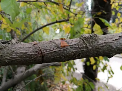 Фотографии деревьев с пораженной корой: явление, которое необходимо видеть  | Болезни коры деревьев Фото №1223288 скачать