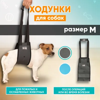 Лишай у собак 🐶 – виды, симптомы и признаки заражения питомца