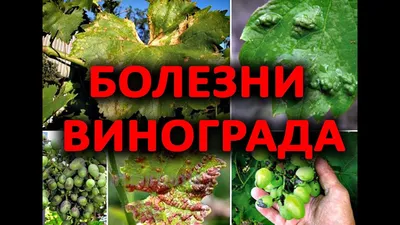 Вредители и болезни винограда: описание с фотографиями и способы обработки