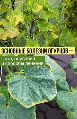 Основные болезни огурцов – фото, описания и способы лечения | Растения,  Огородничество, Уход за садом