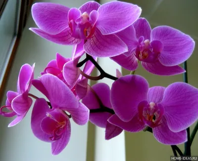 Орхидея фаленопсис - Orchidaceae phalaenopsis. Уход за фаленопсисом.