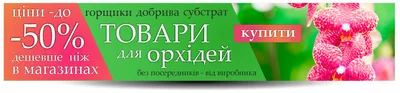 Соседи бросили комнатные цветы. Спасаем орхидею. | Никулина - природа в  картинках | Дзен