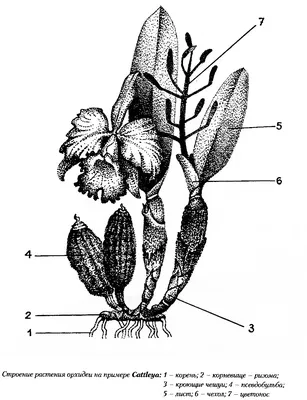 Болезни орхидей - Страница 72 - Форум цветоводов Фрау Флора