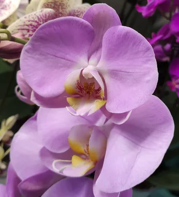 Орхидея Phalaenopsis (отцвёл)