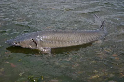 Почему осетровые исчезли из российских морей и рек | fish2o | производитель  премиум лосося | Дзен