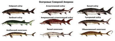 Казахстан может обеспечить весь мир уникальной сибирской рыбой - МК  Казахстан