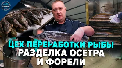 Веслонос – ближайший родич осетра. » UGRA-AGRO | Оборудование для рыба  разведения и рыбоводство в УЗВ | +7-499-390-16-65