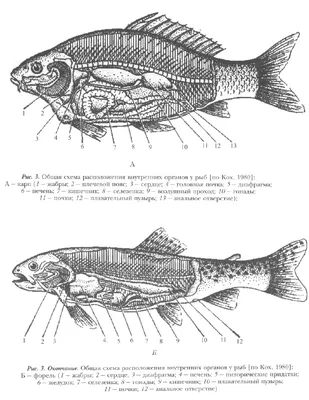 ФИЗИОЛОГО-БИОХИМИЧЕСКИЕ ПОКАЗАТЕЛИ ОСЕТРОВЫХ РЫБ (ACIPENSERIDAE Bonaparte,  1832) П