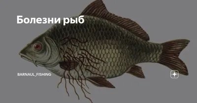 Болезни рыб | Barnaul_fishing | Дзен