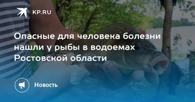 Из-за браконьерства не удается восстановить популяцию осетровых