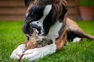 Ветеринарний лікар. Лікування птахів on Instagram: \"🐾 Пододерматиты у собак  ⠀ Иначе говоря- любое воспаление в области лап, подушечек и пальцев. ⠀ Для  лечения пододерматита у собак необходимо выявить причину, ведь без