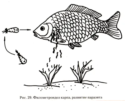 Чем опасна рыба: какие заболевания передаются с речной рыбой - 7 ноября  2021 - 74.ru