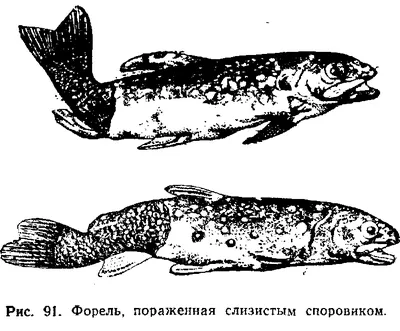 Болезни рыб. Опасны ли они для рыболова? - Полтавский рыболовный портал!