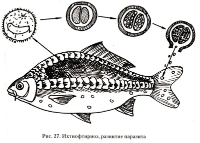 Рыбки Данио – уход и содержание, описание, размножение, фото