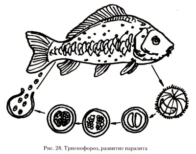 Аргулез или карпоед