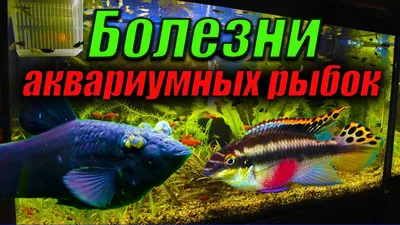 Сиг-пыжьян | Животный мир и природа Красноярского края