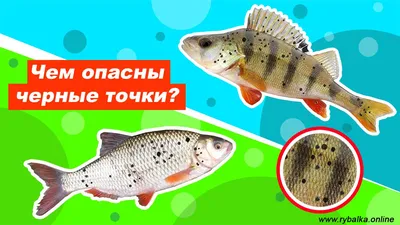 Сибирская ряпушка | Животный мир и природа Красноярского края