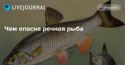 Плавники у Карасиков.Болезнь или аклиматизация? - Нижегородский форум  любителей аквариумистики