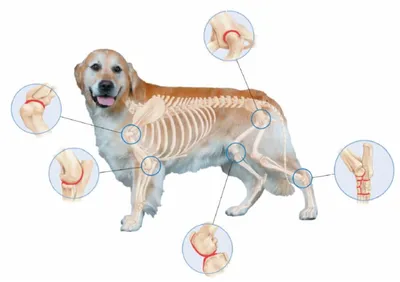 Болезни суставов у собак фото фотографии