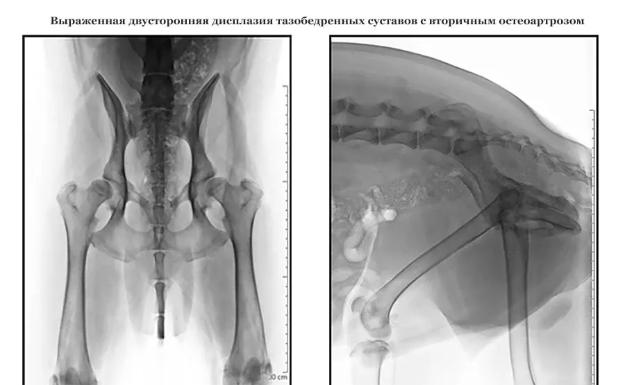 Дисплазия тазобедренных суставов у собак. Дисплазия суставов у собак. Дисплазия тазобедренных суставов у собак симптомы.