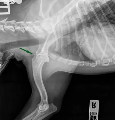 Деформация скелета конечностей у собак