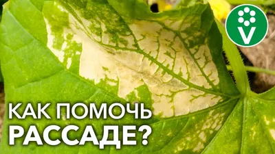 БОЛЕЗНИ ТОМАТОВ И МЕРЫ БОРЬБЫ С НИМИ | Все про садоводство | Дзен