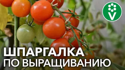 На плодах томатов белые вмятины, будто бы сгнили слегка. Что это? - ответы  экспертов 7dach.ru