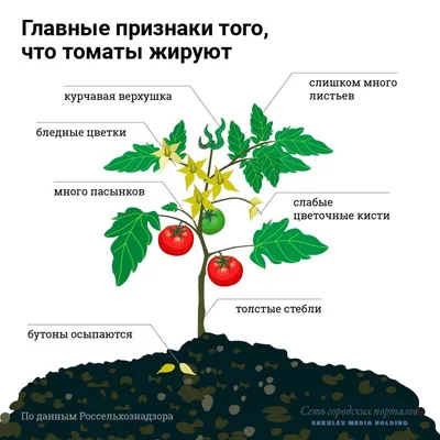 Раскрыто, можно ли собирать семена с томатов, которые болели фитофторозом -  МК