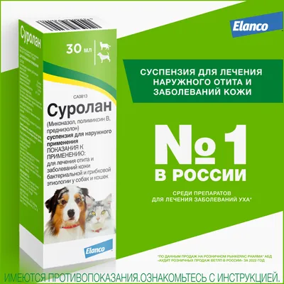 Закрыть Ушную Кожу Собаки Aural Hematoma Заболевание Сбора Крови Кожей  стоковое фото ©rinzz.hotmail.com 209036992