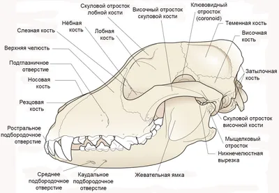 Стоматология для животных, чистка и подрезание зубов в Минске