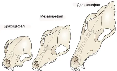 Лечение и уход за зубами у кошек | Vetera