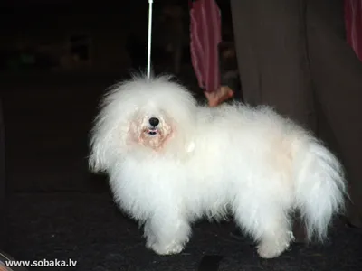 Мальтийская болонка (Maltese) (Породы собак) болонка собака, болонки  породы, болонка купить, щенки мальтезе, щенки болонки, мальтийская болонка  купить, мальтийская болонка фото, мальтезе купить Энциклопедия о животных  EGIDA.BY