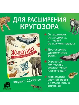 Большая энциклопедия в картинках. Раннее развитие малыша 2+ РОСМЭН 2470195  купить за 781 ₽ в интернет-магазине Wildberries