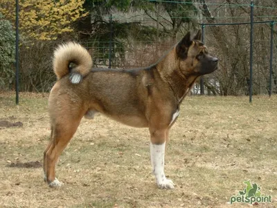 Большая японская собака (Американская акита) / American Akita (Great  Japanese Dog) - PetsPoint.ru