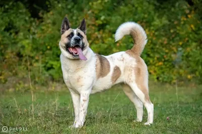 Большая японская собака (Американская акита) / American Akita (Great  Japanese Dog) - PetsPoint.ru