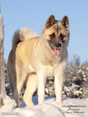 Большая японская собака - Путешествуем вместе | Akita dog, Akita, American  akita