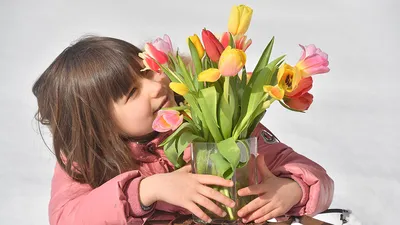 Тюльпаны оптом на 8 марта, лучшие тюльпаны, большие бутоны: 320 тг. - Сад /  огород Астана на Olx