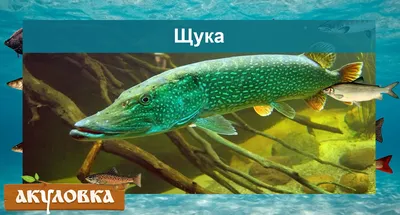 10 самых больших рыб в мире - Zefirka
