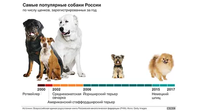 Самыми дорогими собаками в Волгограде оказались маленькие, волосатые  хищники | Остров свободы