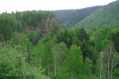 Окр. пос. Большой Луг,... - Большой Луг - Landscapes and habitats -  Plantarium