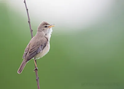 Южная бормотушка - eBird