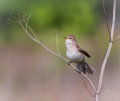 НОВЫЕ ФОТО: гнездо северной бормотушки « Fotoparus